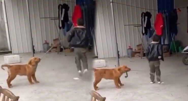 Quên sầu mùa dịch, Boss cùng sen chơi nhảy dây :" Sen con nhảy lẹ đi chứ không tao đi luôn bộ răng giờ"