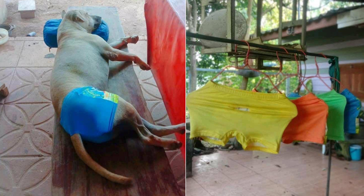 Phơi đồ Boss khắp nhà, hàng xóm tưởng cô gái bao nuôi trai nên về méc ba mẹ dưới quê