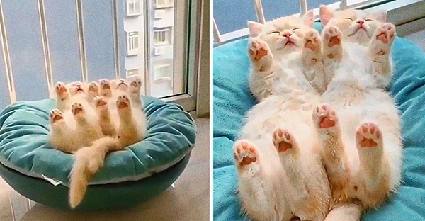 20 hình ảnh các bé động vật dễ thương ngủ chung với nhau khiến cho bạn thấy ấm lòng.