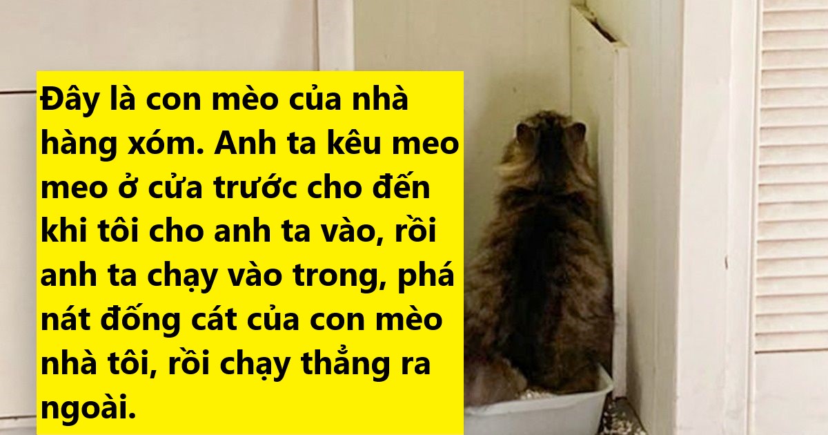 23 bằng chứng cho thấy mèo là cái loài thích ăn Pate của sen nhưng mà lại mê máy lạnh nhà hàng xóm