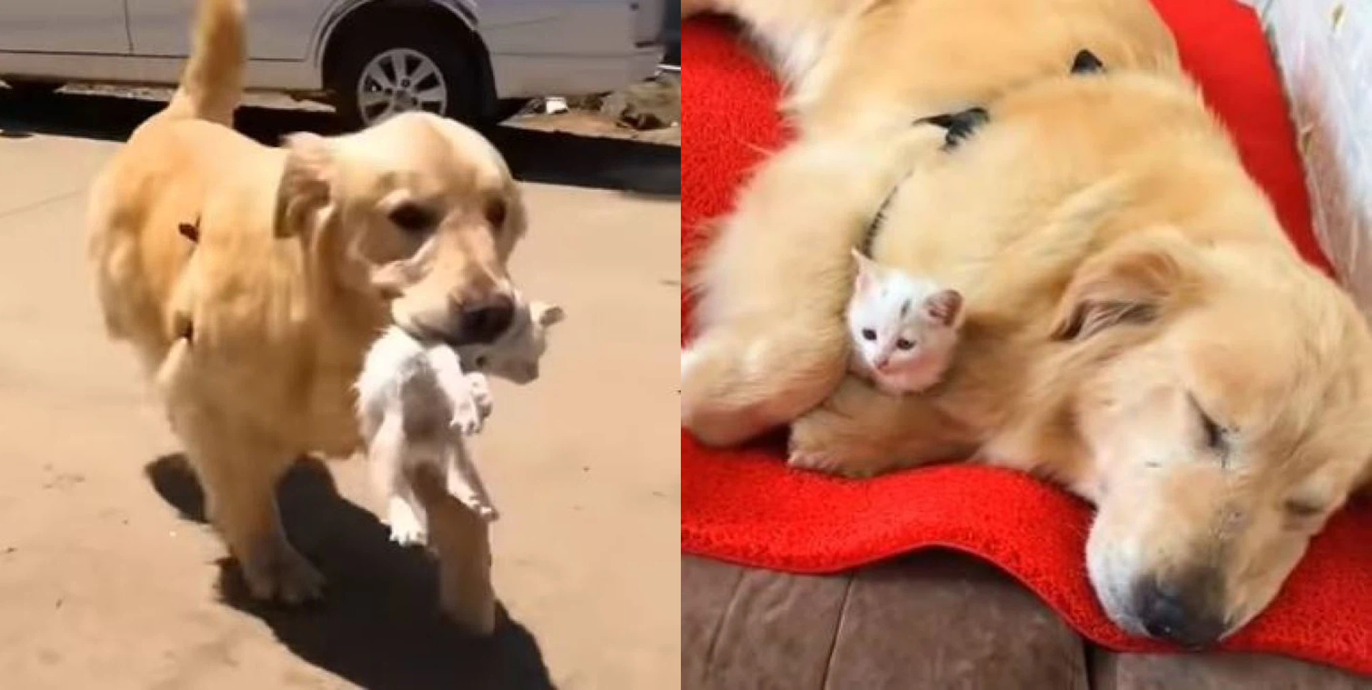 Thấy bé mèo hoang thoi thóp, chú chó nhanh miệng ngậm đưa về nhà: Mở ra 1 câu chuyện thật ấm lòng