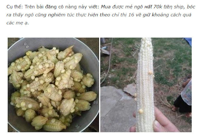 Ngô ít hạt là gì? Ngô ít hạt là gì trên facebook?