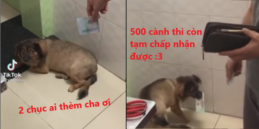 Clip độc khi chú chó được ba cho tiền để ngủ chung: Tiền phải lớn mới chịu lấy đó nha