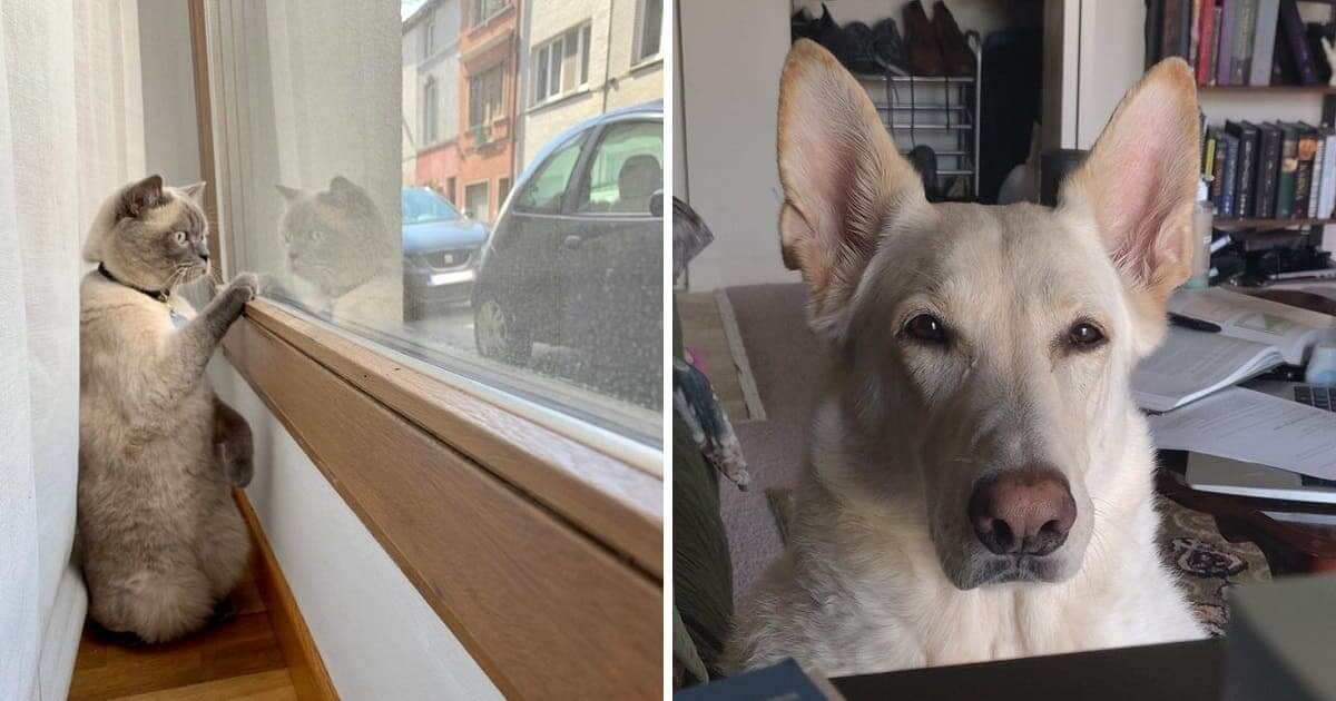 15 hình ảnh các bé chó mèo có biểu cảm giống như con người khiến bạn chỉ muốn yêu thương chúng mãi