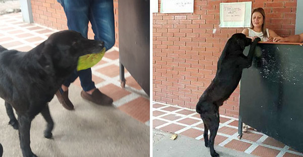 Chú chó vô gia cư ranh mãnh dùng chiếc lá làm tiền để mua bánh quy mỗi ngày 