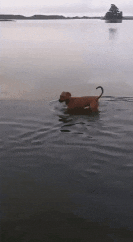 15 hình ảnh các bé chó mèo có biểu cảm giống như con người khiến bạn chỉ muốn yêu thương chúng mãi 12