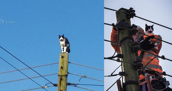 Mãi ngắm giang sơn - Cứu hộ phải ngắt điện cả khu vực để cứu hoàng thượng trên cột điện suốt 24 tiếng