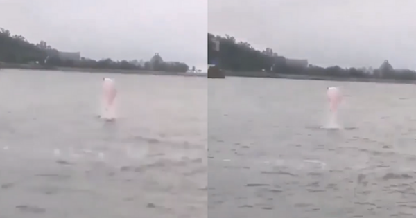 Cá heo hồng bất ngờ xuất hiện ở bãi biển Đồ Sơn giống như trong Play Together