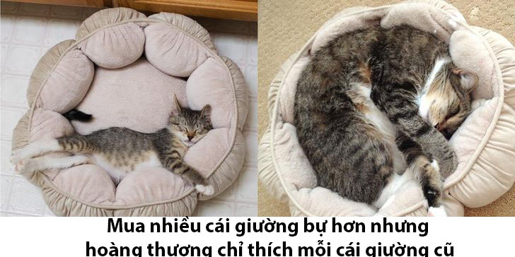 17 bé chó mèo lớn nhanh như thánh Gióng khiến cho các con sen phải bất ngờ