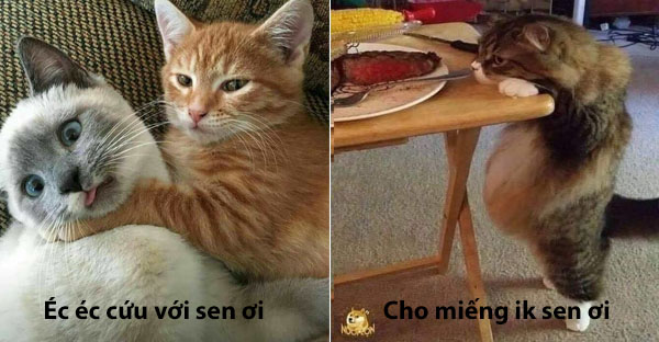 Bộ sưu tấp hình ảnh vui nhộn của những chú mèo khiến bạn phải cười mãi không thôi