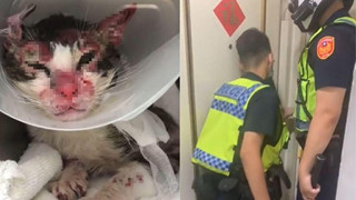 Đôi trai gái cãi nhau - bạn trai liền hành hạ mèo cho bỏ tức khiến cảnh sát Lô Châu phải dùng xẻng phá cửa giải cứu