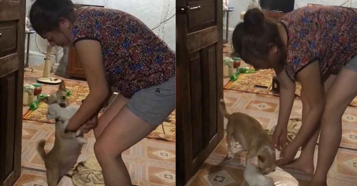 Thấy bị mang đi - Chó mẹ chắp 2 chân xin mong chủ đừng mang chó con đi 