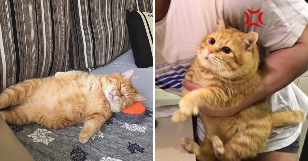 Gặp gỡ Xiang - Chiếc mèo mập với khuôn mặt luôn mệt mỏi với cuộc sống 