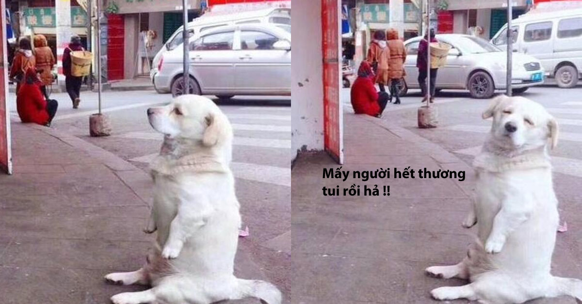 Đáng yêu kinh khủng chú chó ngồi ăn vạ vòi chủ nhân phải mua cho được 2 cái đùi gà