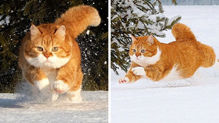 Gặp Ginger - 1 chiếc mèo béo mê nghịch tuyết