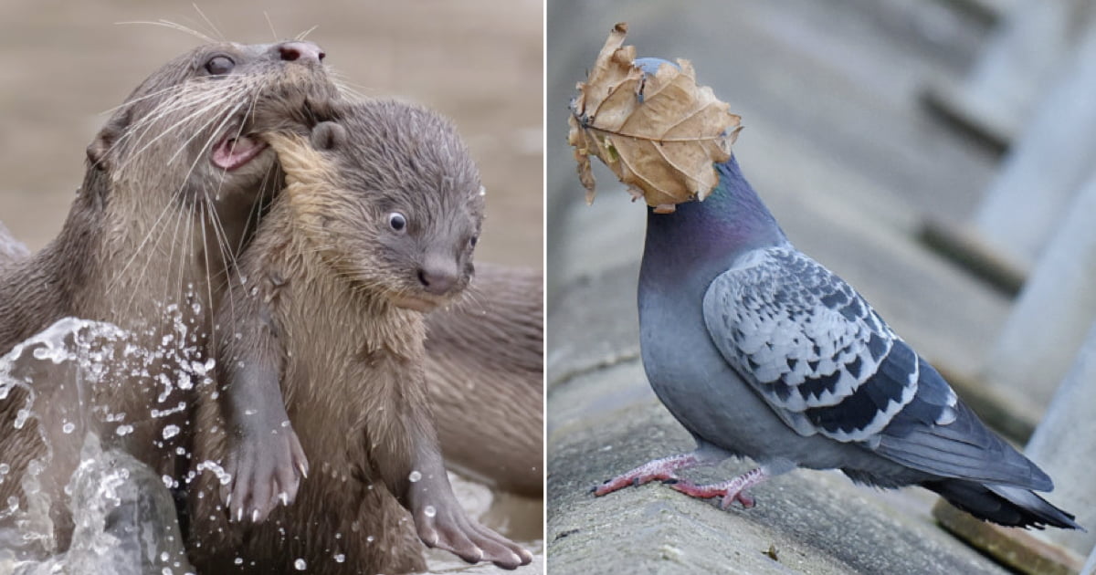 Tổng hợp những hình ảnh các bé động vật hoang dã nhưng lại có cảm xúc vô cùng hài hước khiến bạn cười quên sầu