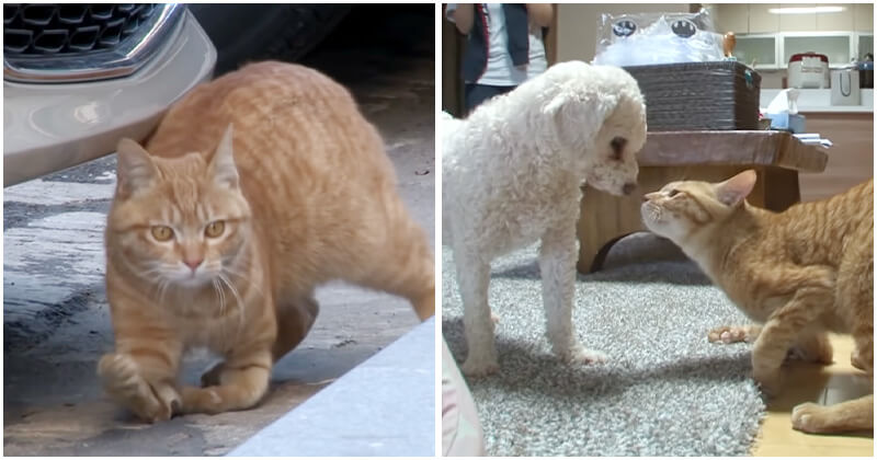 Bé mèo hoang bị liệt  2 chân kết thân với chú chó mất 1 tai trở thành gia đình hạnh phúc nhất quả đất