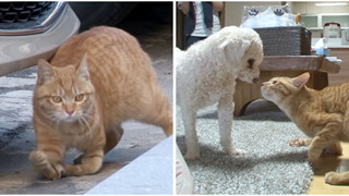 Bé mèo hoang bị liệt  2 chân kết thân với chú chó mất 1 tai trở thành gia đình hạnh phúc nhất quả đất
