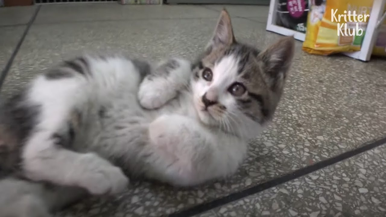 Cảm động Mèo mẹ đi xin ăn cho đàn con mỗi ngày 