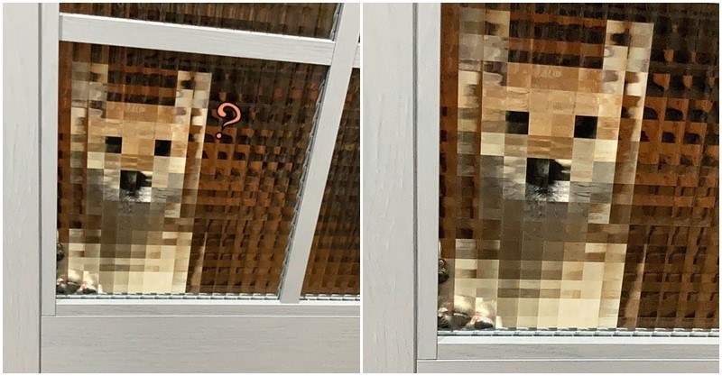 Bất ngờ phát hiện 1 chiếc Shiba độ phân giải thấp khiến cộng đồng mạng cười mãi không thôi