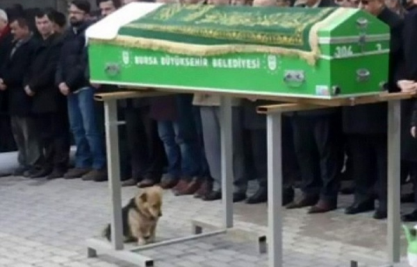 Chú chó mãi mãi ở bên mộ phần của chủ đã trở thành biểu tượng của sự trung thành 