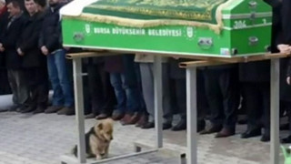 Chú chó mãi mãi ở bên mộ phần của chủ đã trở thành biểu tượng của sự trung thành 