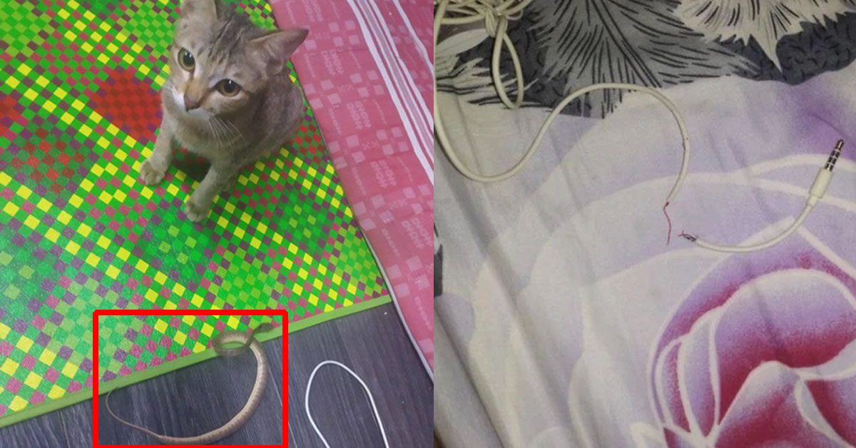 Cắn đứt tai nghe của sen, Boss mèo đền cho con rắn rồi xin lỗi được chưa 