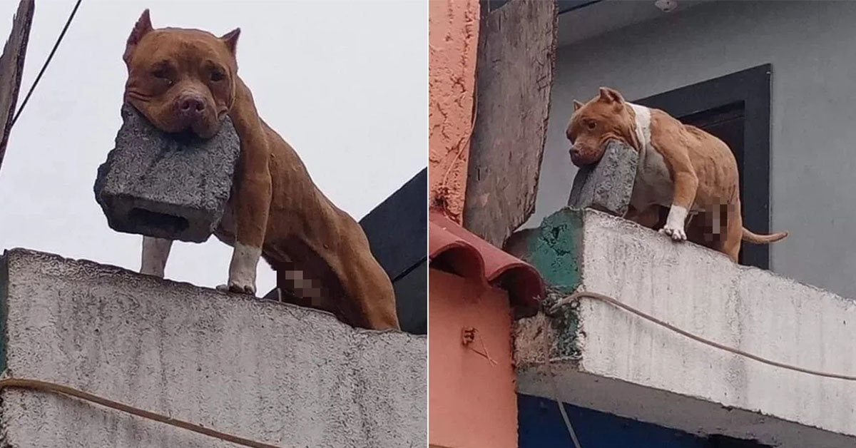 Người đàn ông bị bắt vì huấn luyện chó cưng ném gạch chọi vào người gõ cửa