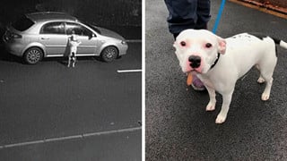 Chú chó không nhận ra bị bỏ rơi - Tuyệt vọng chạy theo xe của chủ mà đau lòng