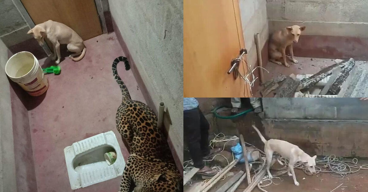 Trải nghiệm một đêm "trầm kẽm" của chú cún khi kẹt với báo hoa mai trong nhà vệ sinh