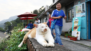Thơ mộng với làng mèo ở Đài Loan, Không gian chỉ còn con sen và hoàng thượng mập mạp