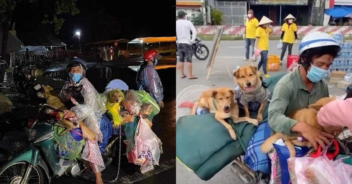 Xót xa cặp vợ chồng chở 15 chú chó từ Bình Dương về Cà Mau nhưng rồi lại nhận cái kết buồn