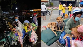 Xót xa cặp vợ chồng chở 15 chú chó từ Bình Dương về Cà Mau nhưng rồi lại nhận cái kết buồn