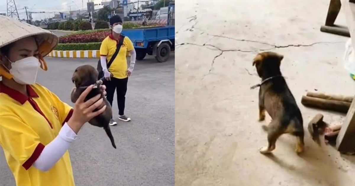 Vui mừng khi vẫn còn 1 bé cún an toàn theo chủ về Cà Mau