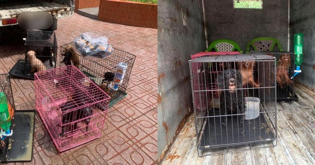 Chủ bị đưa đi cách ly vì Covid, 12 chú chó được ủy ban Phường  hổ trợ chăm sóc tận tình và chu đáo