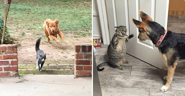 20 hình ảnh các chú mèo chứng minh mình là cậu cả trong nhà và sẵn sàng gây sự với mấy bạn cún