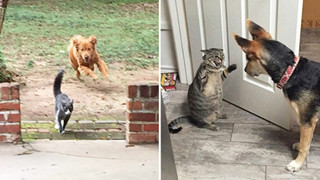 20 hình ảnh các chú mèo chứng minh mình là cậu cả trong nhà và sẵn sàng gây sự với mấy bạn cún