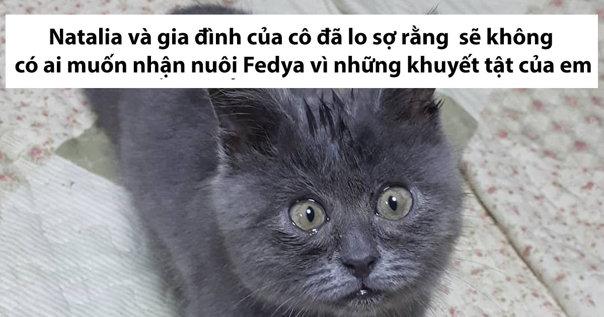 Gặp gỡ Fedya, chú mèo mắt lác đáng yêu đang viral mxh nước nga nhờ gương mặt lúc nào cũng như đang giật mình