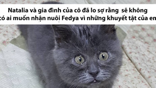Gặp gỡ Fedya, chú mèo mắt lác đáng yêu đang viral mxh nước nga nhờ gương mặt lúc nào cũng như đang giật mình