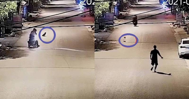 Chú chó 3 lần trốn thoát khỏi trộm chó còn quay lại cà khịa cẩu tặc