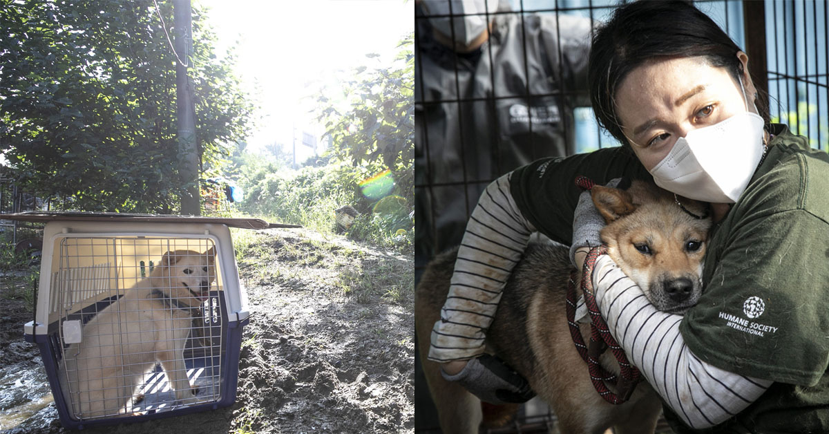 Cuộc giải cứu 65 chú chó Jindo, giống chó được cho là "quốc khuyển" của Hàn Quốc khỏi lò mổ