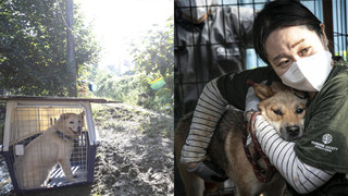 Cuộc giải cứu 65 chú chó Jindo, giống chó được cho là "quốc khuyển" của Hàn Quốc khỏi lò mổ