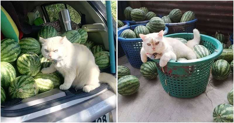 Gặp Pearl - Chú mèo với khuôn mặt cáu kỉnh khó ưa là chủ 1 trang trại dưa hấu tại Thái Lan