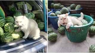 Gặp Pearl - Chú mèo với khuôn mặt cáu kỉnh khó ưa là chủ 1 trang trại dưa hấu tại Thái Lan