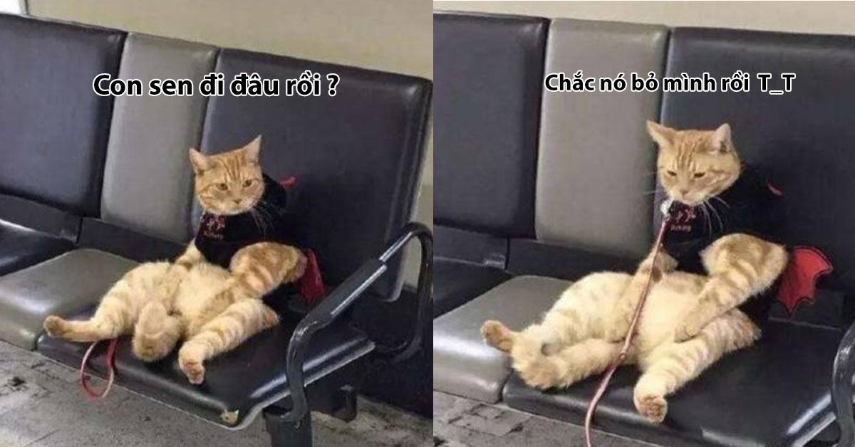 Bật cười khi bé mèo tỏ vẻ giận dỗi khi gặp lại sen sau khi bị lạc