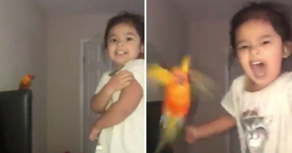 Bật cười với bé gái huấn luyện vẹt tấn công người bằng tiếng hét 