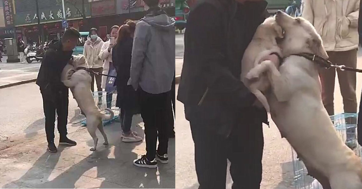 Cảm động chó mẹ quyết tâm níu giữ cún con khi thấy bé sắp bị bán đi