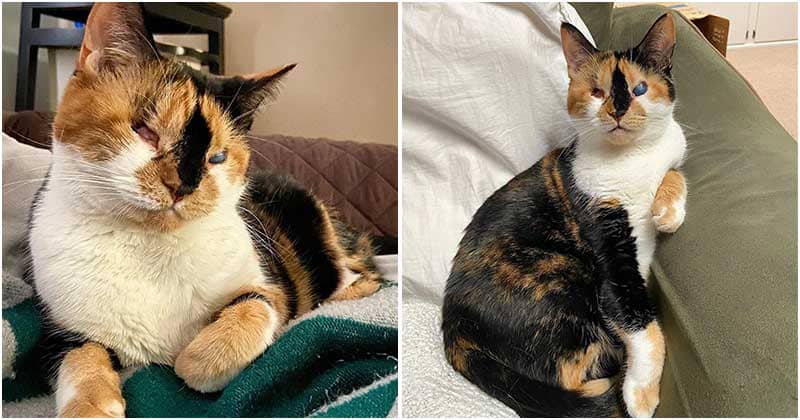 Bị bỏ rơi tại bải rác, bé mèo mù may mắn được con người cứu giúp và nay đã có 1 cuộc sống vô cùng hạnh phúc