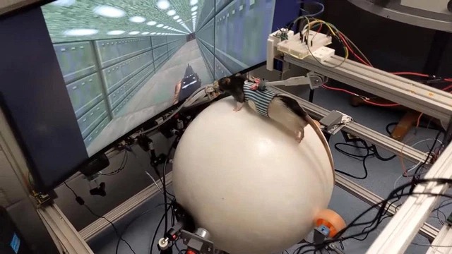 Xuất hiện chú chuột có thể phá đảo được tựa game Doom 2 huyền thoại