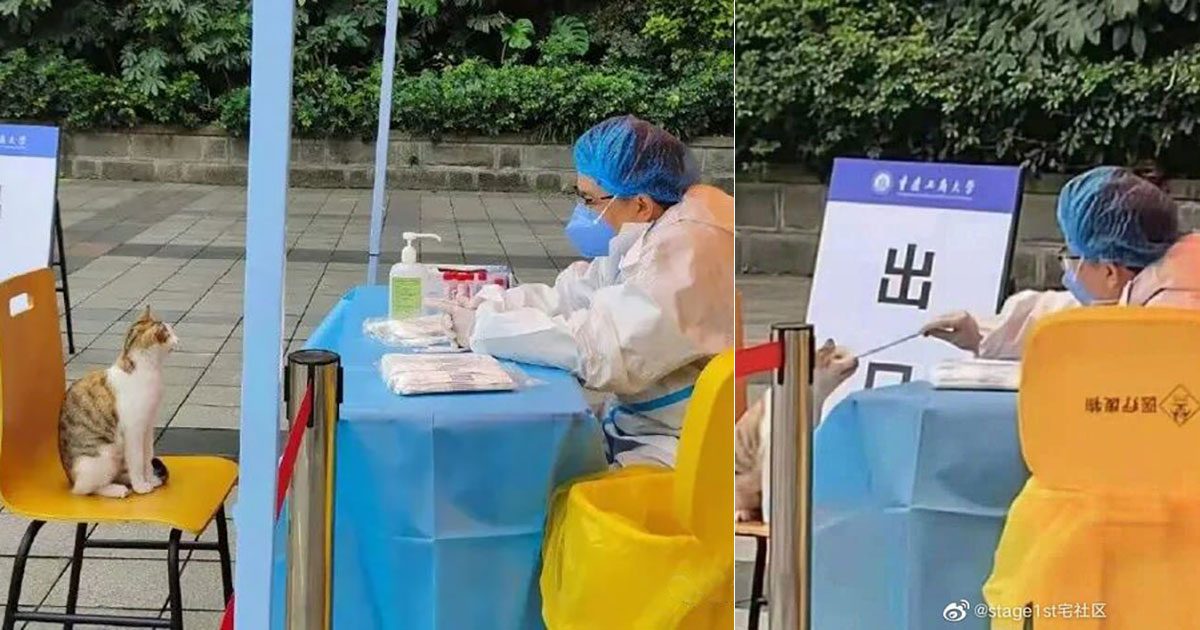 Cười mệt nghỉ với chú mèo thích thú chờ được ngoáy mũi để xét nghiệm Covid